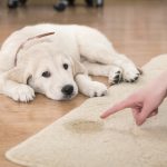 Homeowners, A golden retriever puppy laying next to urine spot in a rug while being scolded