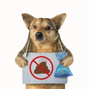 Pet-odor-removal-addison-tx