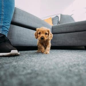 Dog-on-carpet-with-pet-stains