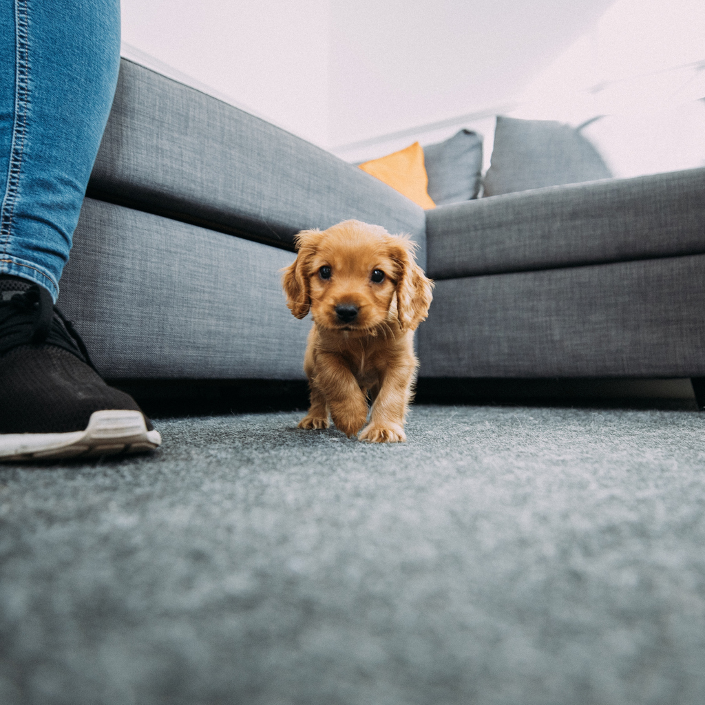 Dog On Carpet With Pet Stains | Ultra Clean, LLC Pet-odor-removal