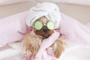 A Pet Relaxing After Pet Treatment Performed | Ultra Clean, LLC a-pet-relaxing-after-pet-treatment-performed