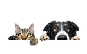 Pet treatment For Cat and Dog | Ultra Clean, LLC Pet-treatment-for-cat-and-dog