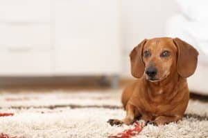 Pet-odor-removal-company-plano