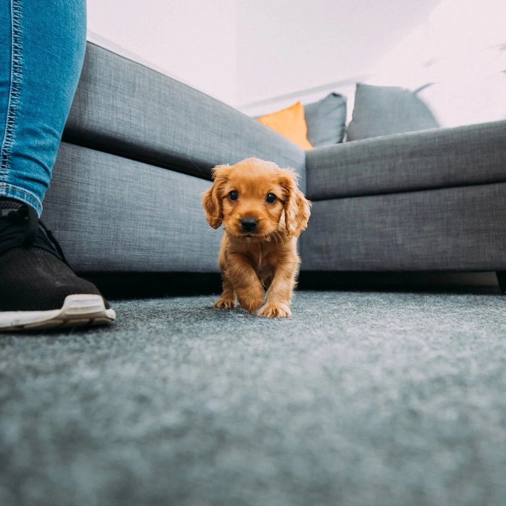 Expert Pet Odor Removal & Fiber Sanitation