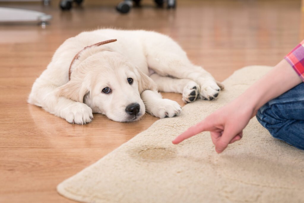 Golden retriever puppy laying on a hardwood floor while a hand points to a urine stain on a beige area rug, showing why McKinney homeowners need pet stain and odor cleaning