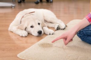 Pet accident on a rug — McKinney pet stain and odor removal | Ultra Clean Golden retriever puppy laying on a hardwood floor while a hand points to a urine stain on a beige area rug, showing why McKinney homeowners need pet stain and odor cleaning
