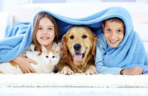 Pet stain and odor treatment on carpet in a Plano, TX home by Ultra Clean
